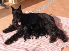 Vendo cachorros de Schnauzer Gigante negros - mejor precio | unprecio.es