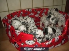 Hermosos cachorros dálmata - mejor precio | unprecio.es