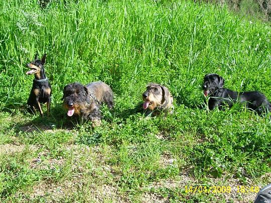 Adiestramiento Canino -Nacional - Internacional