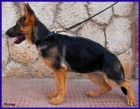 Cachorras Ceppa. de Pastor Alemán. - mejor precio | unprecio.es