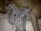 Cachorros Braco de Weimar - mejor precio | unprecio.es