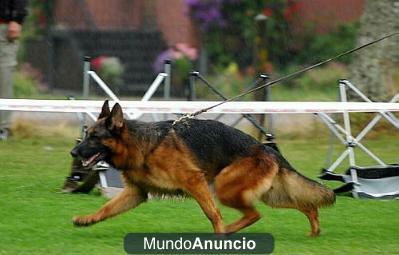 cachorros de pastor aleman