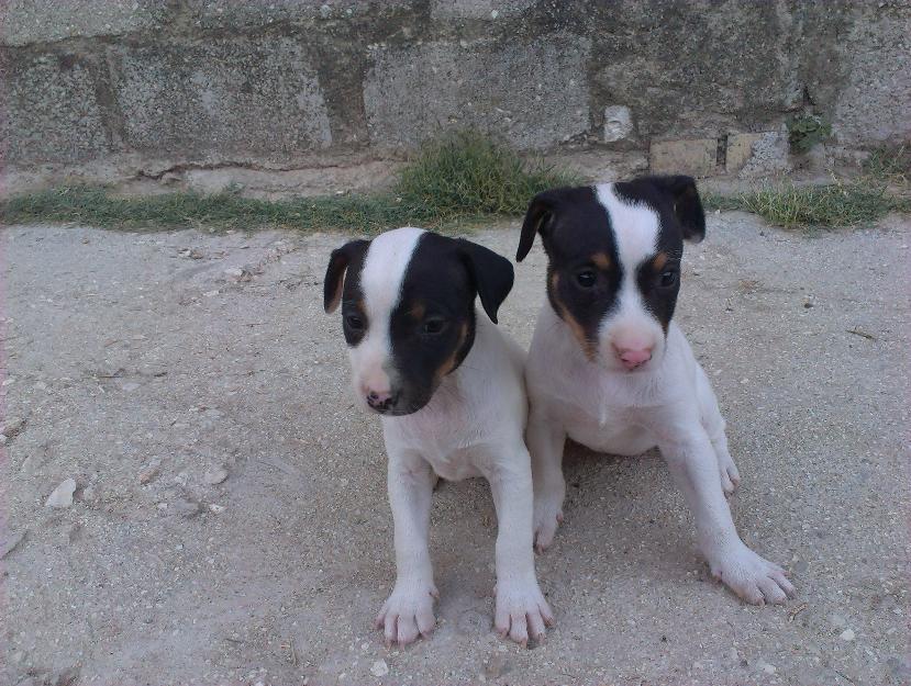 Cachorros de ratonero bodeguero andaluz