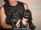 Cocker Spaniel Ingles - cachorros - mejor precio | unprecio.es