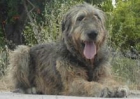 irish wolfhound pareja - mejor precio | unprecio.es