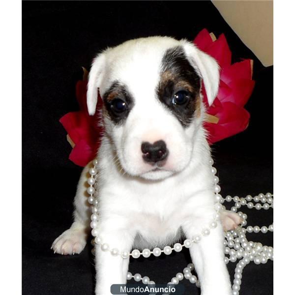 Jack Russell Terrier, cachorros