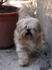 Lhasa Apso en adopción - mejor precio | unprecio.es