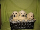Lindos Labradores 250 euros - mejor precio | unprecio.es
