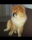 Macho chow chow para montar - mejor precio | unprecio.es