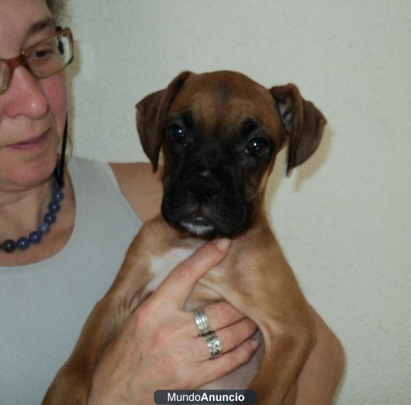 Oportunidad..cacachorro BOXER