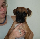 Oportunidad..cacachorro BOXER - mejor precio | unprecio.es