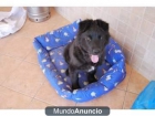 regalo cachorra cruce de Mastin - mejor precio | unprecio.es