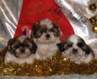 Shih-tzu, espectaculares cachorros - mejor precio | unprecio.es