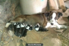 vendo cachorros border collie - mejor precio | unprecio.es