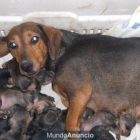 venta mascotas - mejor precio | unprecio.es