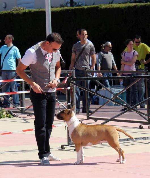 Adiestramiento canino y cuidado de perros Torrevieja