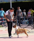 Adiestramiento canino y cuidado de perros Torrevieja - mejor precio | unprecio.es