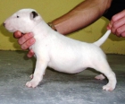 Bull terrier nieta del ch del mundo cardigan prince - mejor precio | unprecio.es