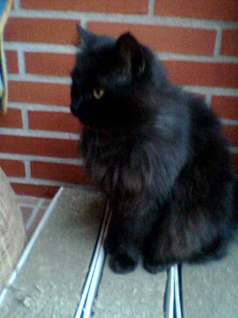 busco gato persa negro