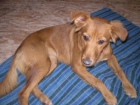 Cachorra en Adopcion - mejor precio | unprecio.es
