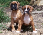 Cachorros Boxer 350€ - mejor precio | unprecio.es