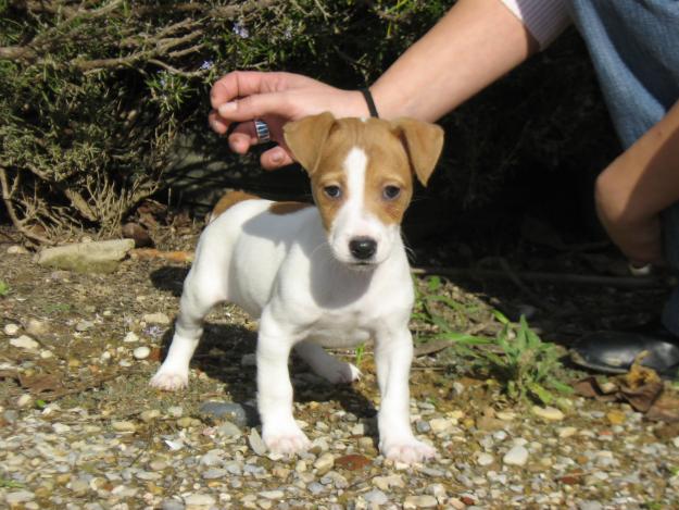 cachorros jack russell terrier