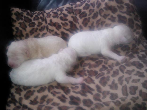 caniche blanco PRECIOSOS!!