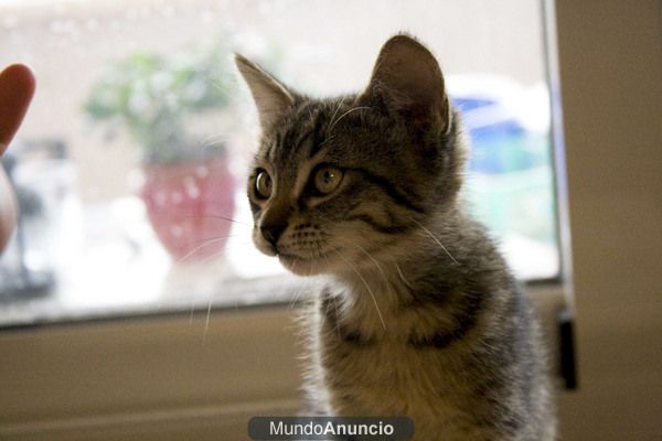 EN ADOPCION GATITA DE 2.5 MESES