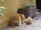 Gato perdido - mejor precio | unprecio.es