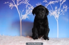 Labrador negro preciosos cachoritos con dos meses. - mejor precio | unprecio.es