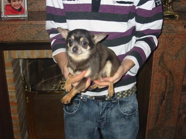 Lote chihuahuas,dos hembras y un macho.Pedigree.