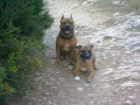 sa venden cachorros de PITBULL MEXICANOS TEX MEX - mejor precio | unprecio.es
