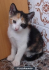 Se regalan gatitos - mejor precio | unprecio.es
