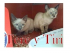 Tere y Tiri, gatitos siameses en adopción. Urgente - mejor precio | unprecio.es