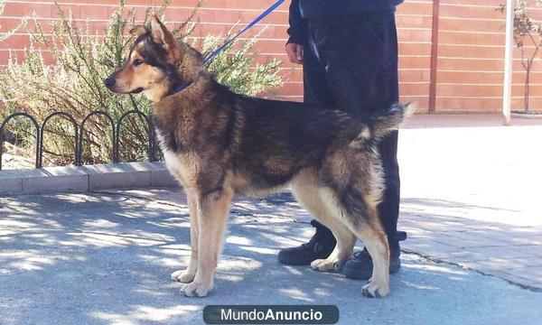 BAKU, cruce de alaskan malamute de un año en adopción