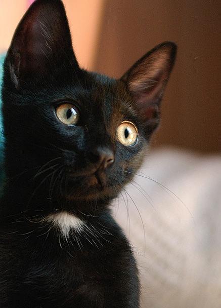 BULI, gatito de tres meses en adopción. Zaragoza
