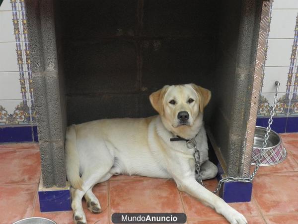 busco perra labrador