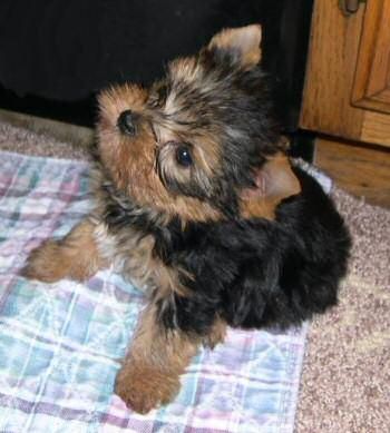 Cachorritos toy de Yorkshire terrier 150eur -