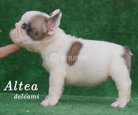 Cachorros de bulldog frances en madrid