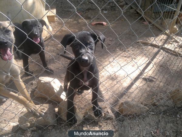 cachorros de labrador, bretones y cruces de boxer en adopcion