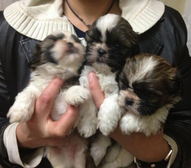 Cachorros de Shih Tzu , machos y hembras de dos meses ,  Loe www.centrocaninoelpinar.es