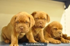 cachorros  dogo de burdeos - mejor precio | unprecio.es