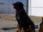 camada de rottweilers - mejor precio | unprecio.es