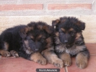 disponibles cachorros de pastor aleman - mejor precio | unprecio.es