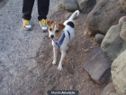 Regalo Perrita Russel Terrier - mejor precio | unprecio.es