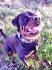 Rottweiler monta - mejor precio | unprecio.es