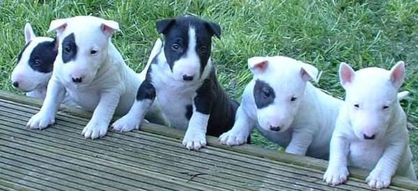 Último cachorro de Sttafordshire bull terrier