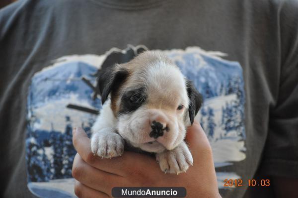 Boxer con pedigree por 200 euros!!