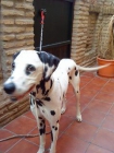 Busco dueño que adopte dalmata - mejor precio | unprecio.es