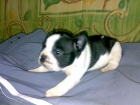 Cachorros de bulldog frances 400euros - mejor precio | unprecio.es